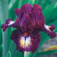 Tennison Ridge Reblooming Tall Bearded Iris Species Growing Bonsai Bulbs Roots Rhizomes Corms Tubers Potted Planting Reblooming Fragrant Garden Flower Seeds Plant