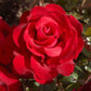 Amore Rose Seedlings Flower Seeds Perennial Growing Bonsai Corms Tubers Potted Planting Reblooming Fragrant Garden Roots Rhizomes Species Blooms Plant Bulbs Gardening Tree