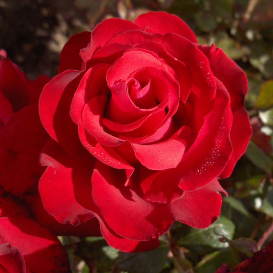 Amore Rose Seedlings Flower Seeds Perennial Growing Bonsai Corms Tubers Potted Planting Reblooming Fragrant Garden Roots Rhizomes Species Blooms Plant Bulbs Gardening Tree