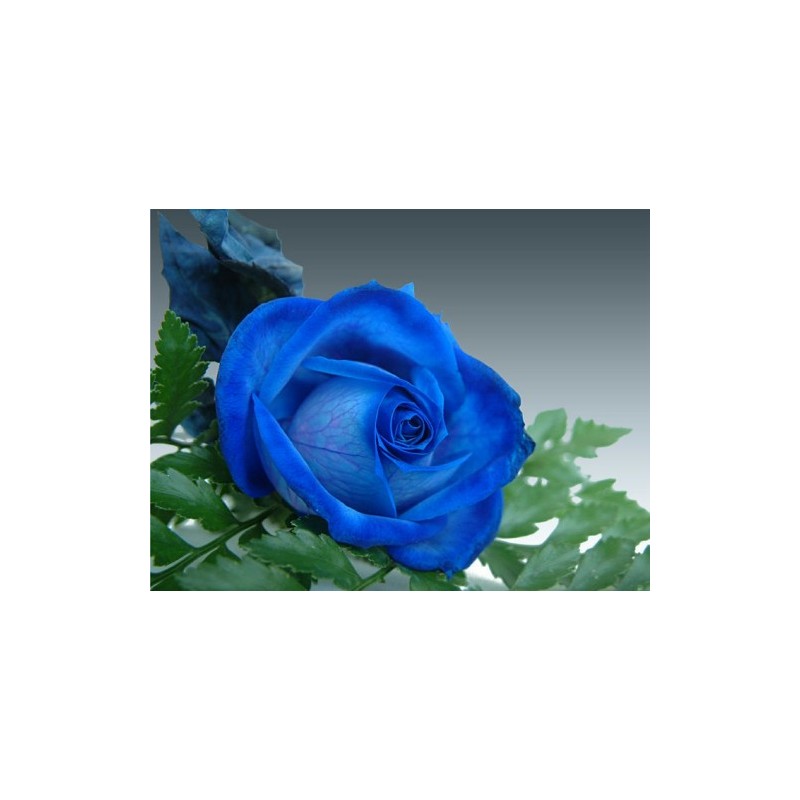 Blue Rose Seedlings Flower Seeds Perennial Growing Bonsai Corms Tubers Potted Planting Reblooming Fragrant Garden Roots Rhizomes Species Blooms Plant Bulbs Gardening Tree