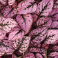 Hypoestes Splash Select Pink Seed