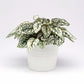 Hypoestes Splash Select White Seed