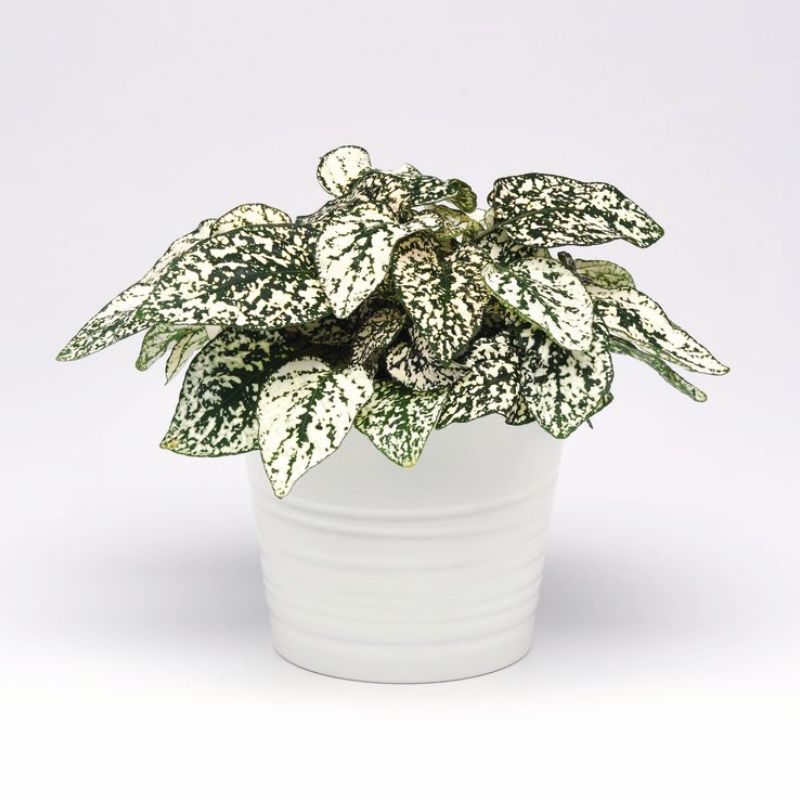 Hypoestes Splash Select White Seed