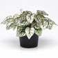 Hypoestes Splash Select White Seed