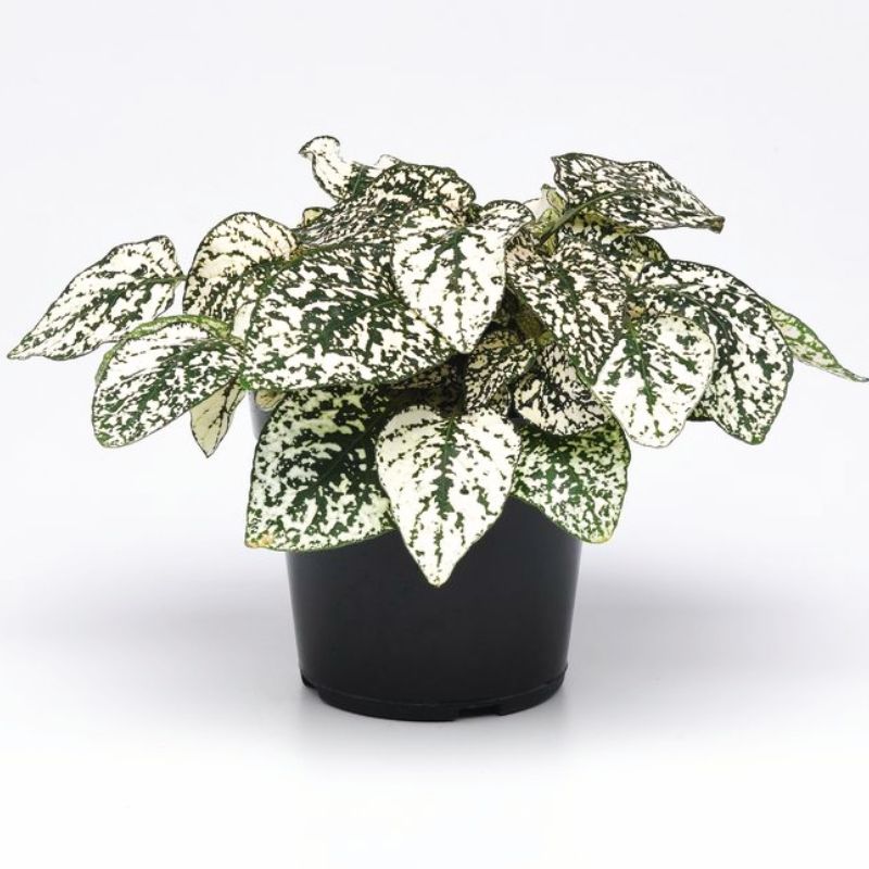 Hypoestes Splash Select White Seed