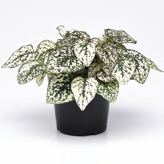 Hypoestes Splash Select White Seed