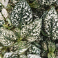 Hypoestes Splash Select White Seed