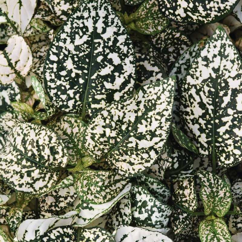 Hypoestes Splash Select White Seed