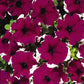 Petunia Dreams Picotee Burgundy F1 Seed