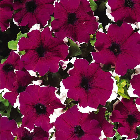 Petunia Dreams Picotee Burgundy F1 Seed