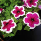 Petunia Dreams Picotee Burgundy F1 Seed