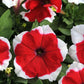 Petunia Dreams Picotee Red F1 Seed