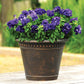 Petunia Double Cascade Blue F1 Seed