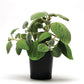 Plectranthus Silver Shield Seed