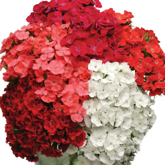 Dianthus Sweet Mix F1 Seed