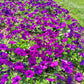 Petunia Easy Wave Blue F1 Seed