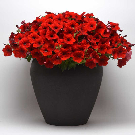 Petunia Easy Wave Red F1 Seed