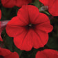Petunia Easy Wave Red F1 Seed