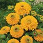 Rudbeckia Maya Seed