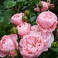 Bailando Rose Seedlings Flower Seeds Perennial Growing Bonsai Corms Tubers Potted Planting Reblooming Fragrant Garden Roots Rhizomes Species Blooms Plant Bulbs Gardening Tree