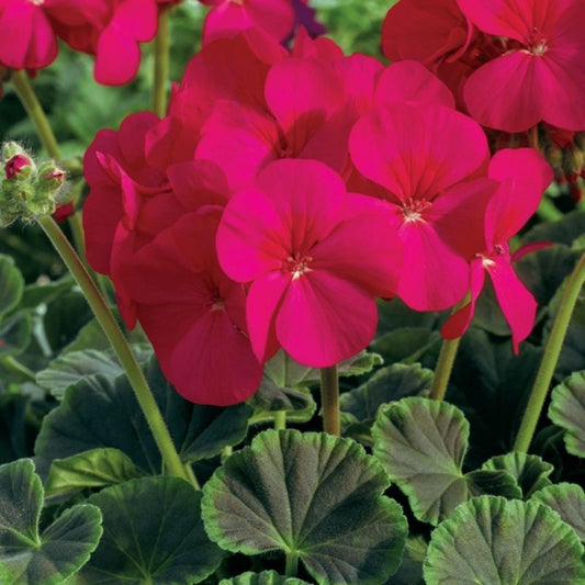 Geranium Bullseye Cherry F1 Seed