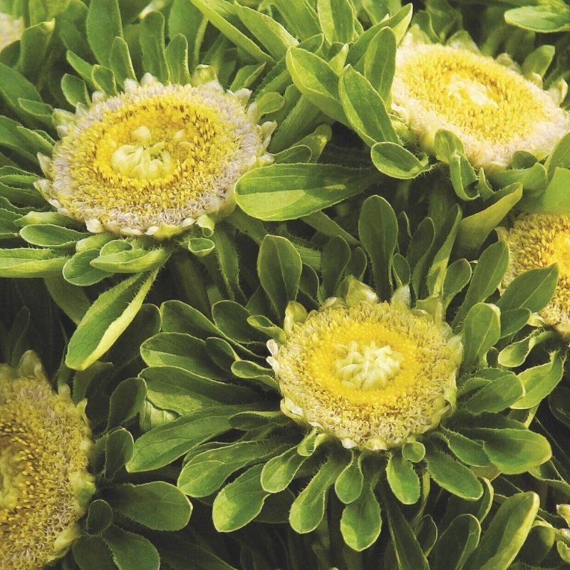 Aster Hulk Seed