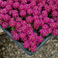 Alyssum Wonderland Deep Purple Seed