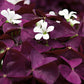 Wine Oxalis Bulbs Wood Sorrel Shamrock Perennial Growing Bonsai Roots Rhizomes Corms Tubers Potted Planting Reblooming Fragrant Garden Species Blooms Flower Seeds Plant Gardening