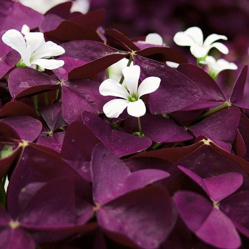 Wine Oxalis Bulbs Wood Sorrel Shamrock Perennial Growing Bonsai Roots Rhizomes Corms Tubers Potted Planting Reblooming Fragrant Garden Species Blooms Flower Seeds Plant Gardening