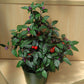 Ornamental Pepper Black Pearl Seed