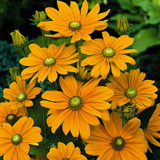 Rudbeckia Irish Spring Seed