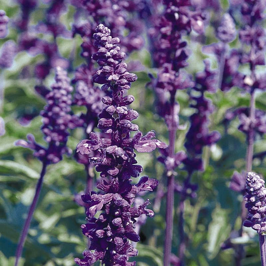 Salvia Evolution Violet Seed