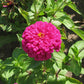 Zinnia Uproar Rose F1 Seed
