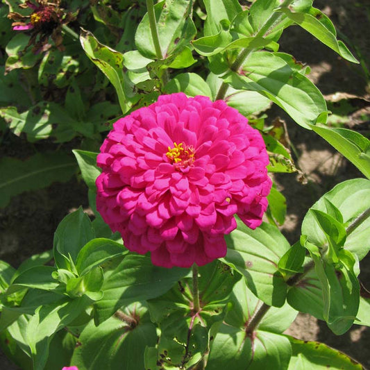 Zinnia Uproar Rose F1 Seed