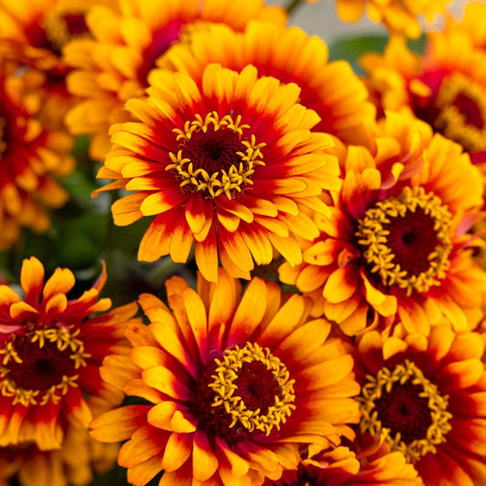 Zinnia Zowie Yellow Flame F1 Seed