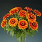 Zinnia Zowie Yellow Flame F1 Seed
