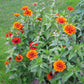 Zinnia Zowie Yellow Flame F1 Seed