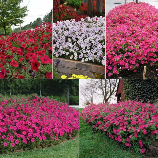Petunia Tidal Wave F1 Collection Seed