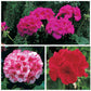 Geranium Maverick Collection F1 Seed