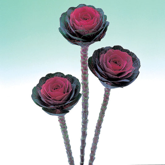 Ornamental Kale Crane Red F1 Seed