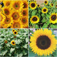Sunflower Pollen-Free Collection Seed