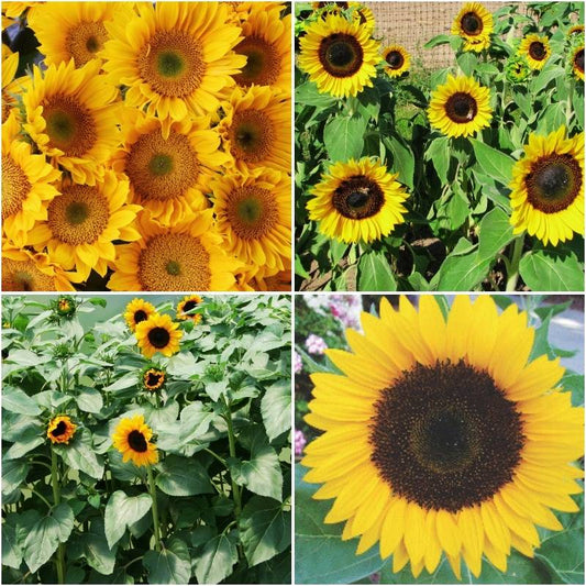 Sunflower Pollen-Free Collection Seed