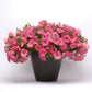 Petunia Easy Wave Coral Reef F1 Seed