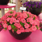 Petunia Easy Wave Coral Reef F1 Seed