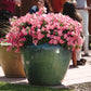 Petunia Easy Wave Coral Reef F1 Seed