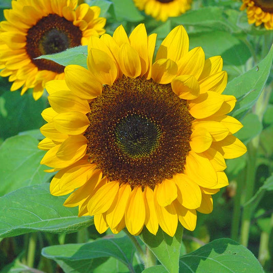 Sunflower Sunrich Summer Orange F1 Seed