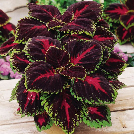 Coleus Kong Red Seed