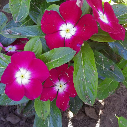 Vinca Pacifica XP Halo Burgundy Seed