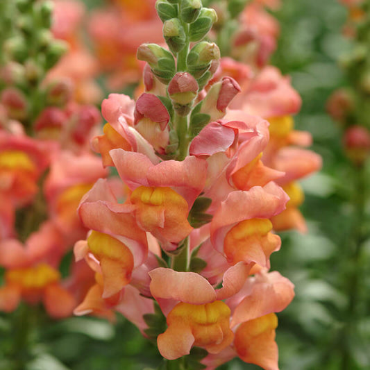 Snapdragon Potomac Orange F1 Seed