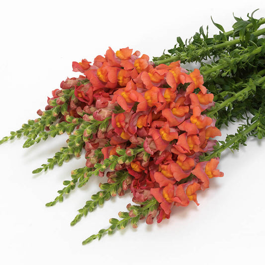 Snapdragon Potomac Orange F1 Seed
